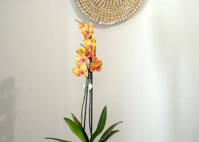 Eva's Paradise Syros * Ermupoli