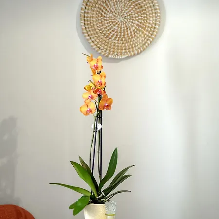 Eva's Paradise Syros * Hermópolis